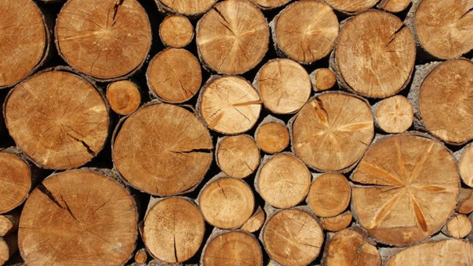 欧盟橡木进口新规来了，这样处理的原木禁止进入欧洲！